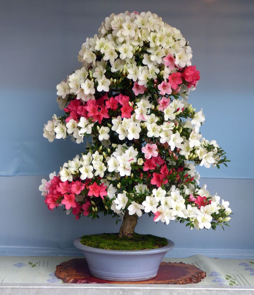 Photograph by Pjotr Alekseev