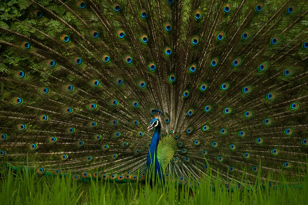 dancing peacock