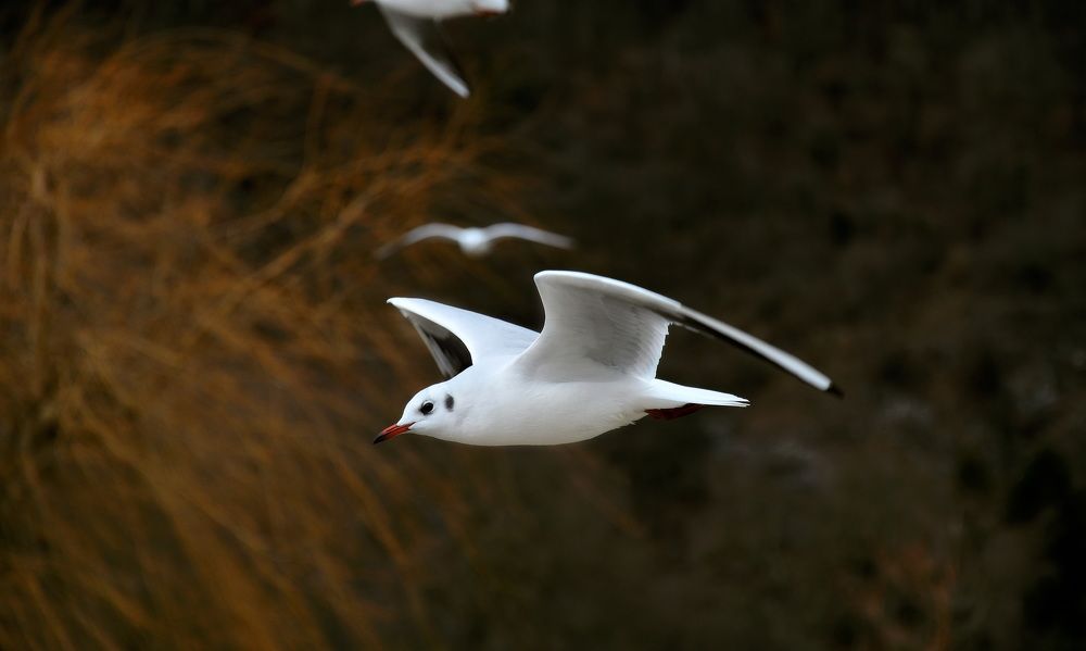 Photograph by Elena Wymann