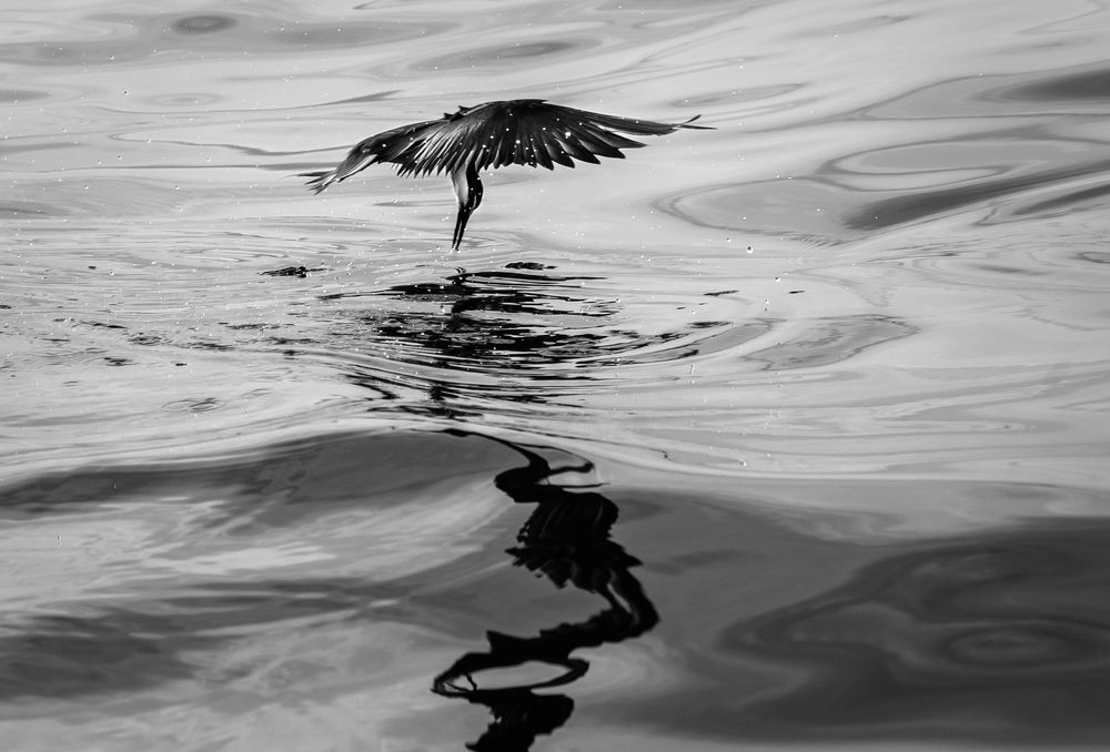 Фотография автора Maurice Leung