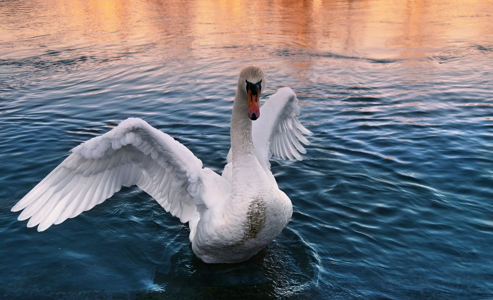 Photograph by Elena Wymann