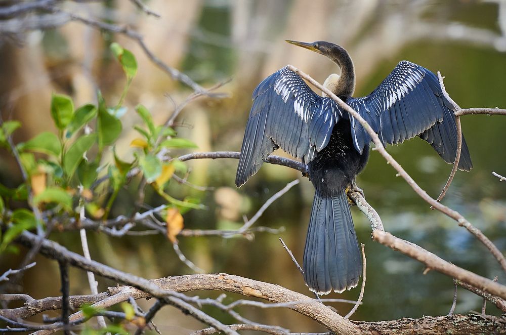 Anhinga (Female/immature)