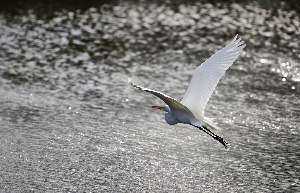 Great white egret.