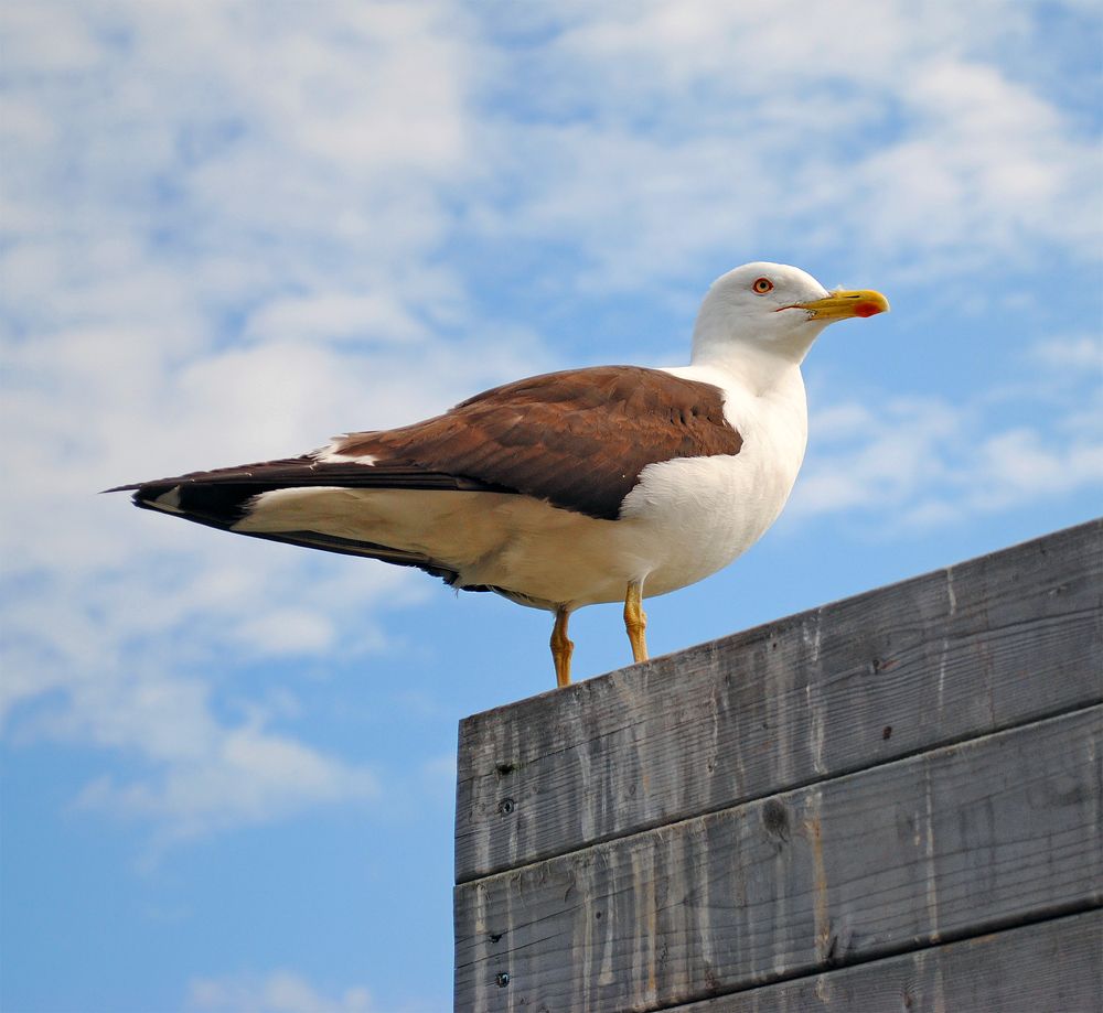 Photograph by Алексей