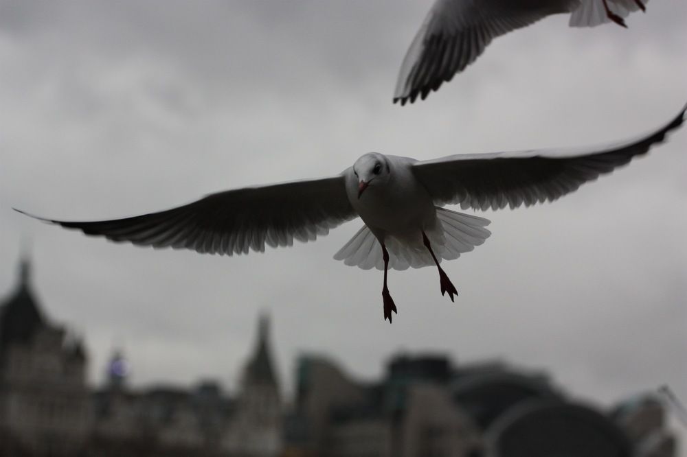 Photograph by Елена Горчакова