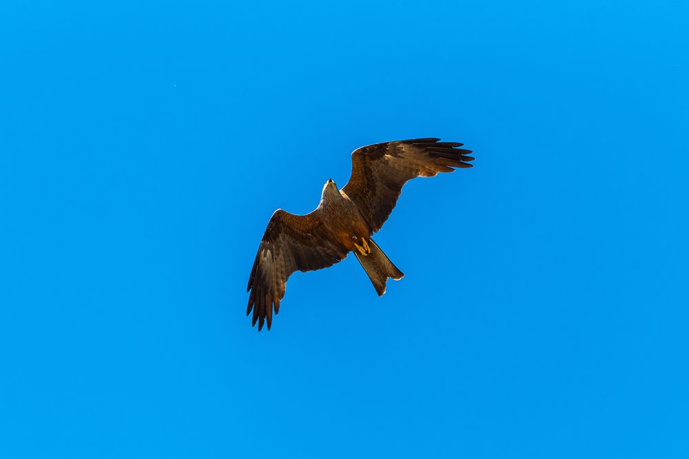 Photograph by Андрей Пшеничников