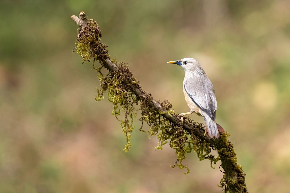 Photograph by Guruprasad Hegde
