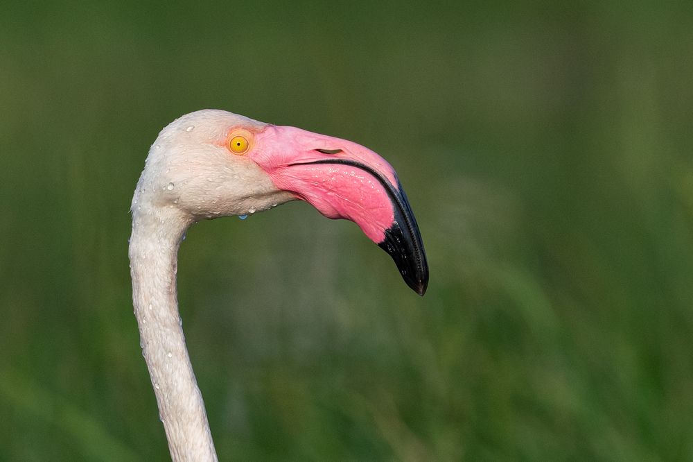 Photograph by Guruprasad Hegde