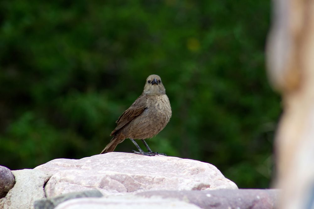 Photograph by Guillermo Topp