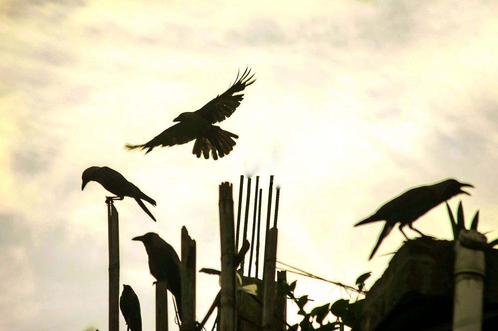 Crows meeting