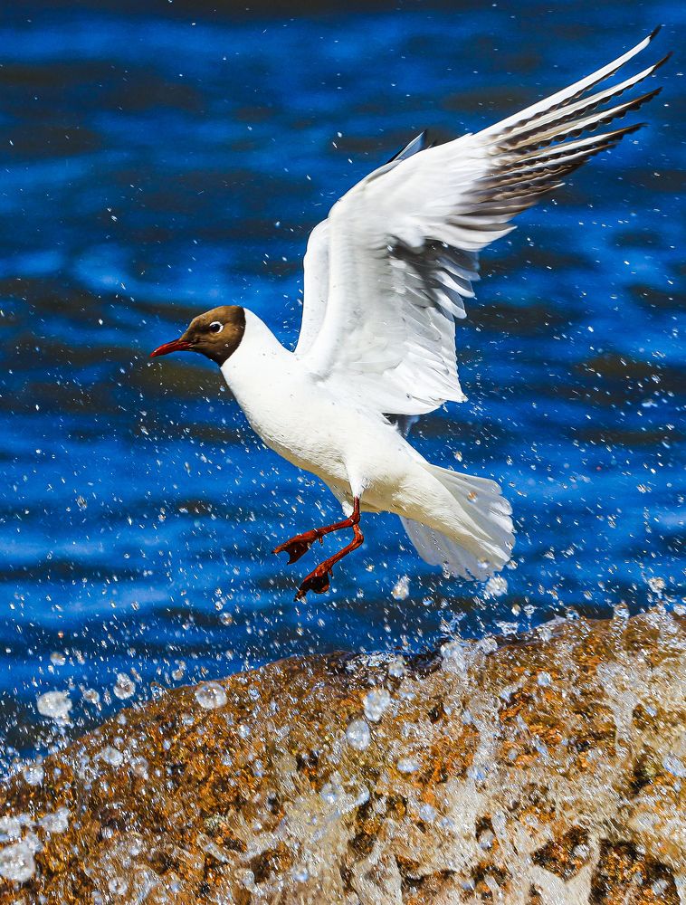 Photograph by Chic.chiquitita