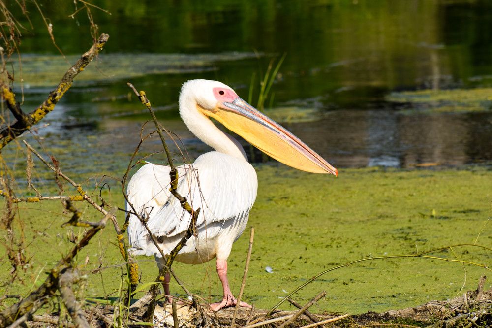 Photograph by Canache Gheorghe