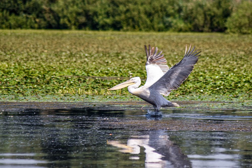 Photograph by Canache Gheorghe