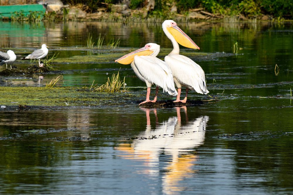 Photograph by Canache Gheorghe