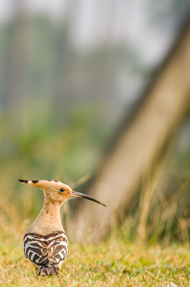Фотография автора Kuramana Ashok Kumar
