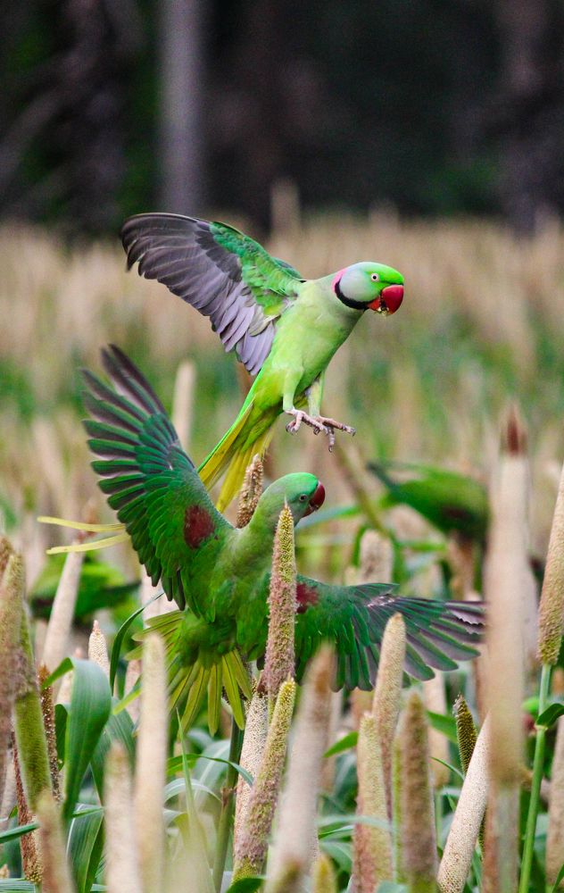 Фотография автора Kuramana Ashok Kumar