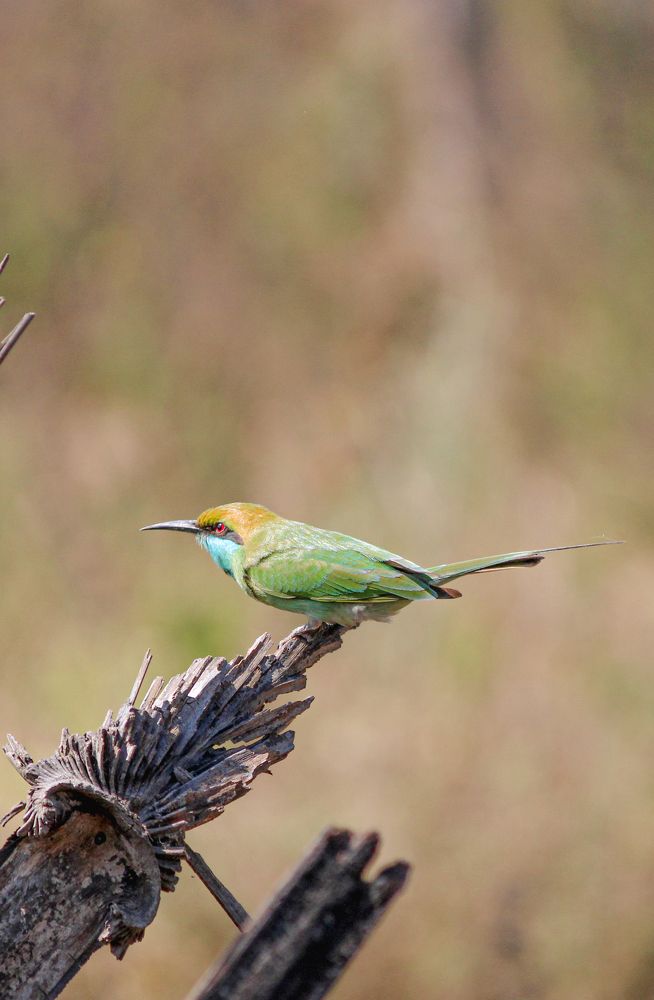 Фотография автора Kuramana Ashok Kumar