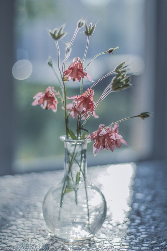 Фотография автора Ольга Никанович