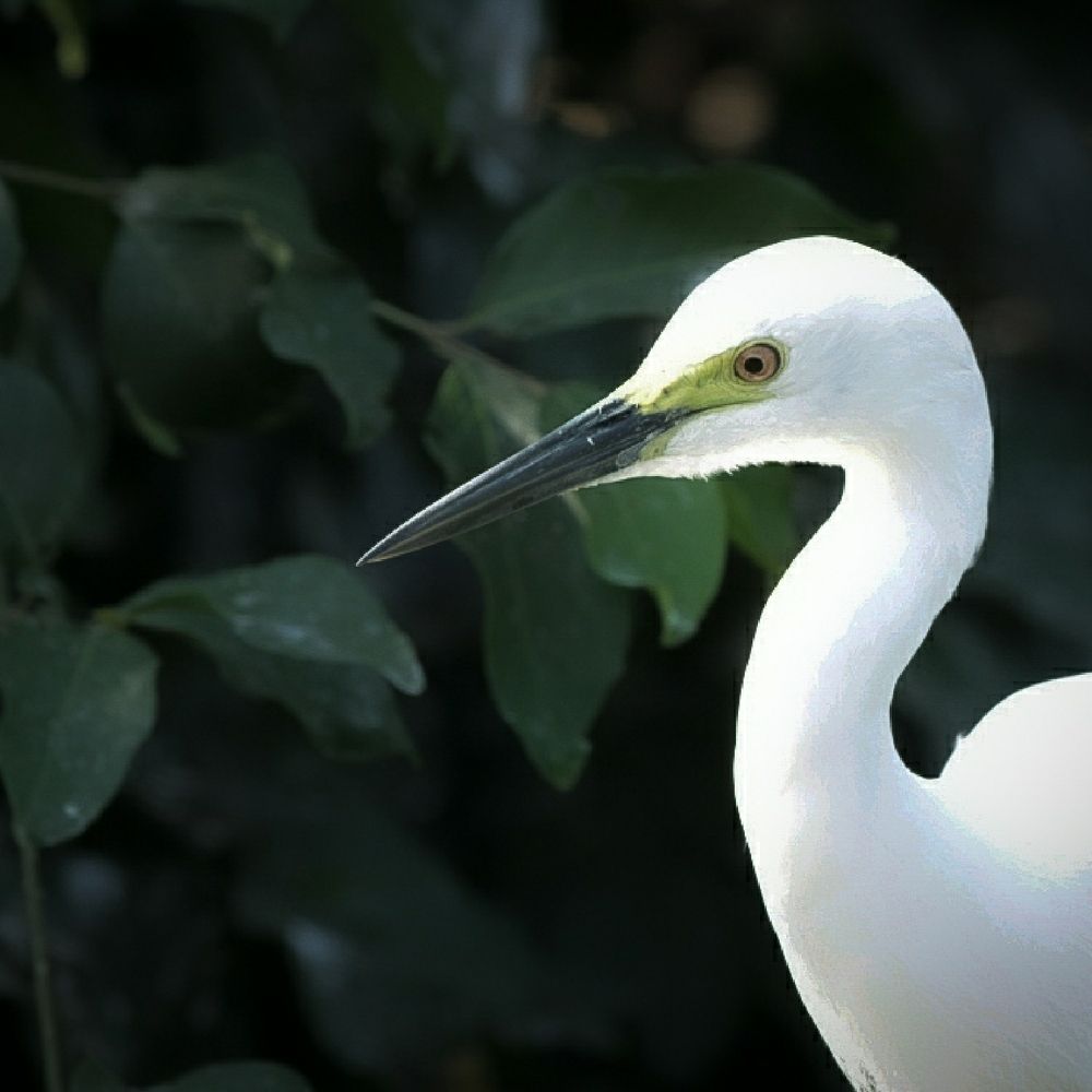 Photograph by Samyuktha Narayanan