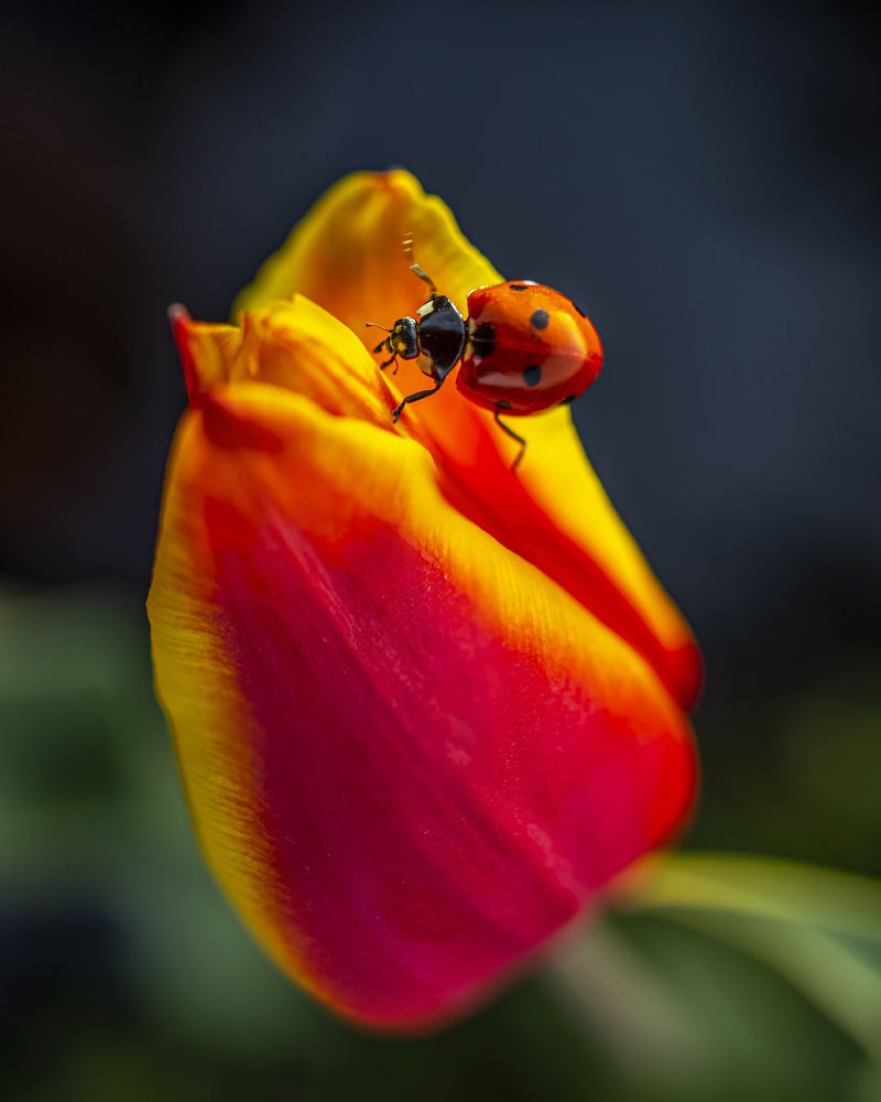 Photograph by Sergey Lexin