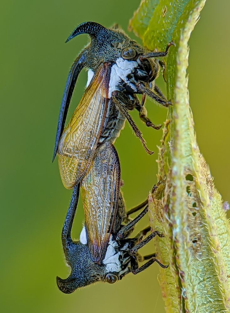 Mating Treehoppers