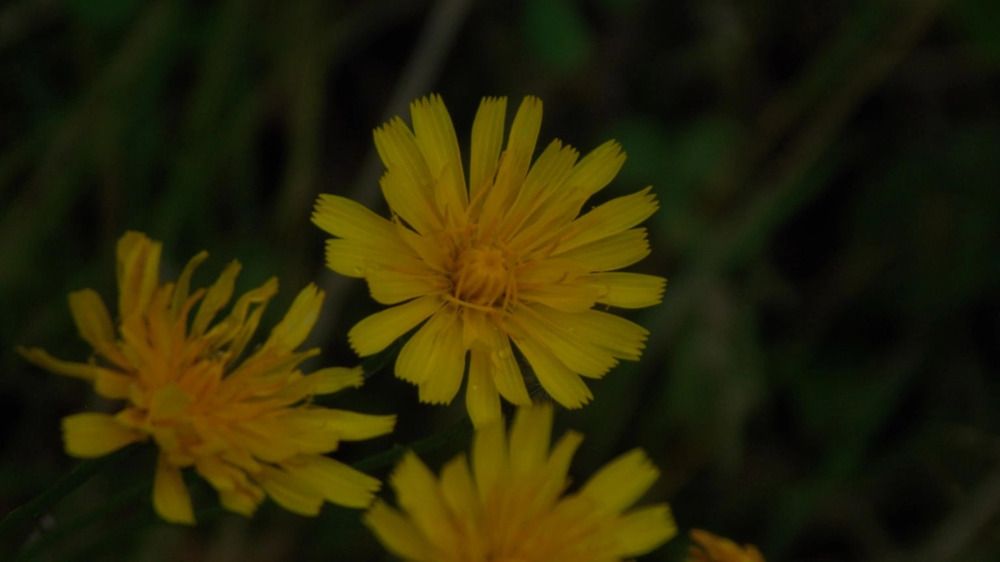 Фотография автора Антонина Клементьева