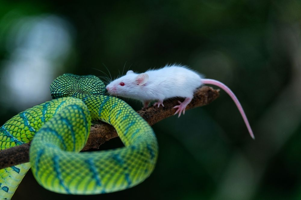 Photograph by Astried Marini