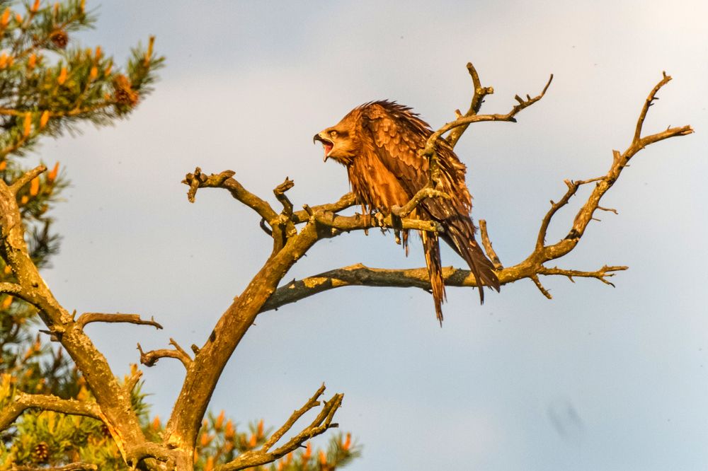 Photograph by Дмитрий Пасынков