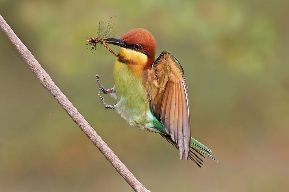 Photograph by Graeme Guy