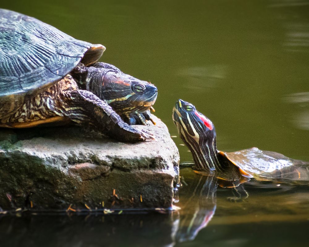 Photograph by Souradeep Chakraborty