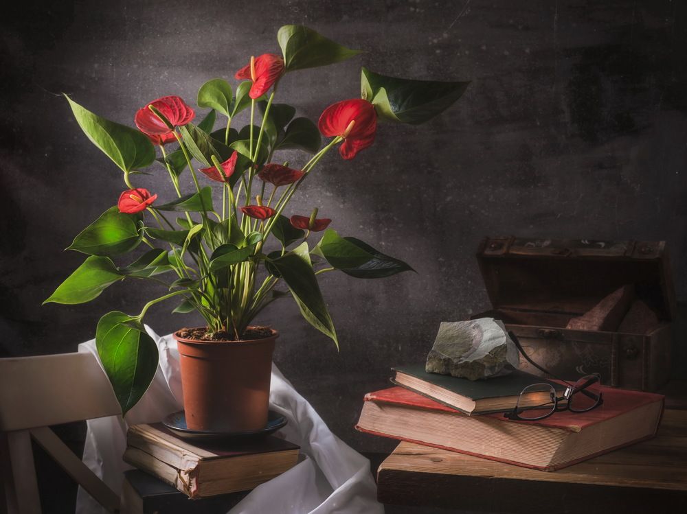 Aeterna brevity iuventutis ...