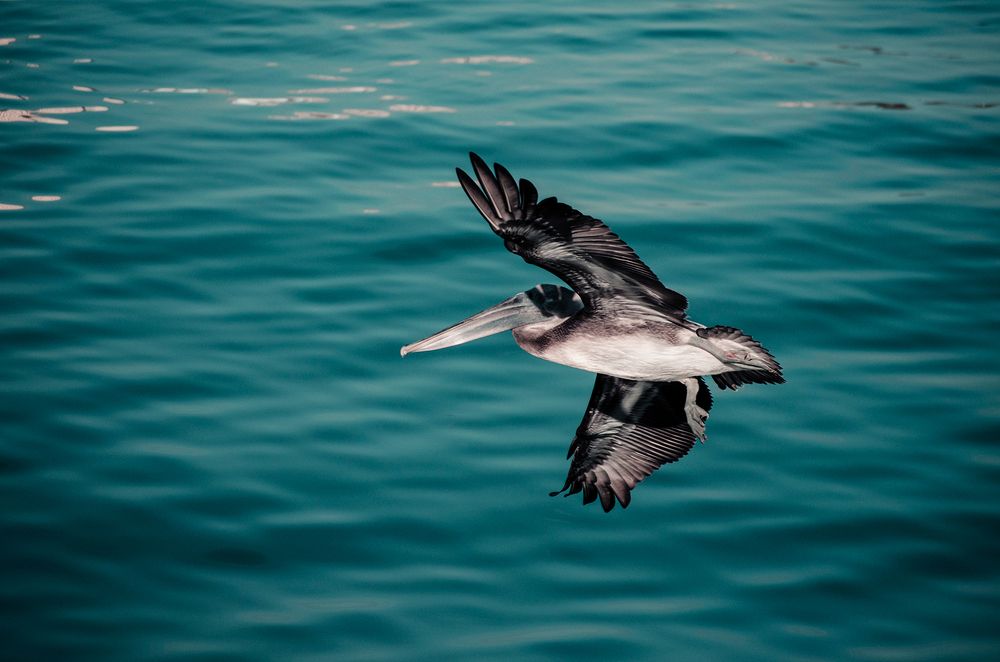 Photograph by Milton Sosa Mc Donald