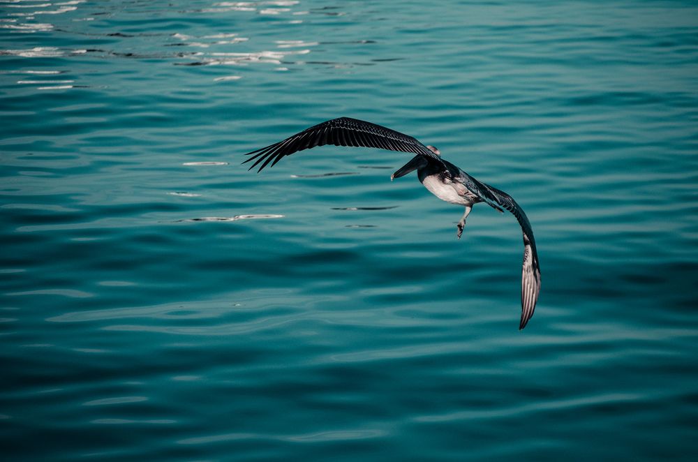 Photograph by Milton Sosa Mc Donald