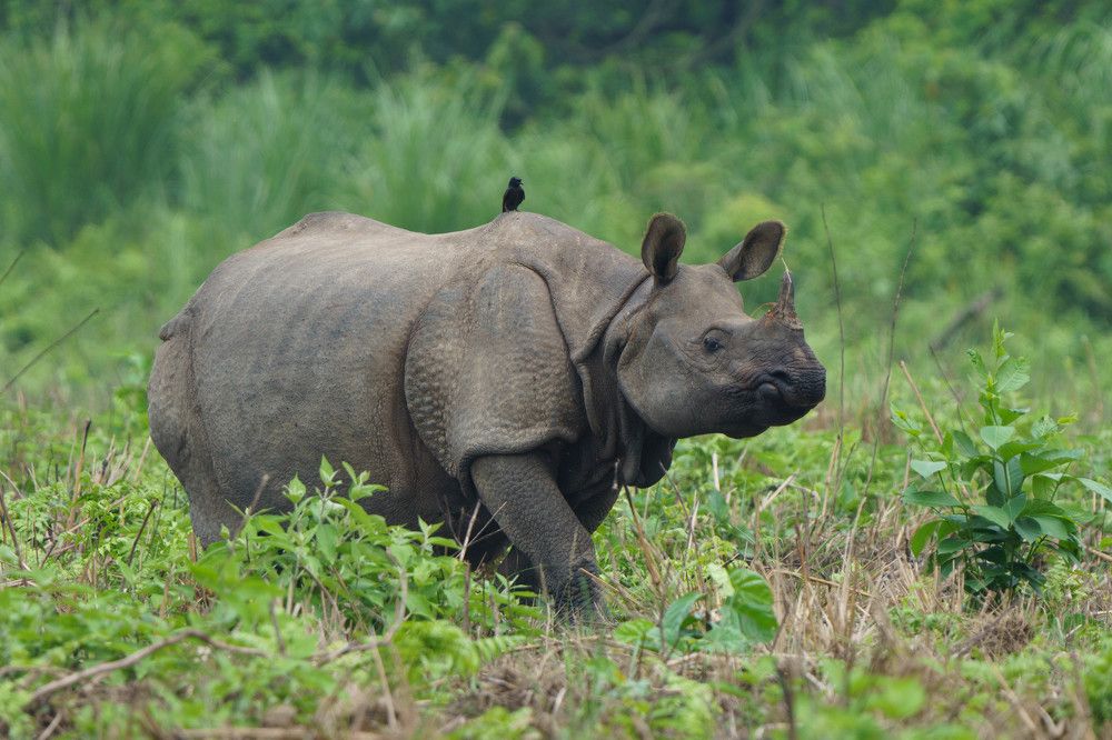 Photograph by kiranraj thapa