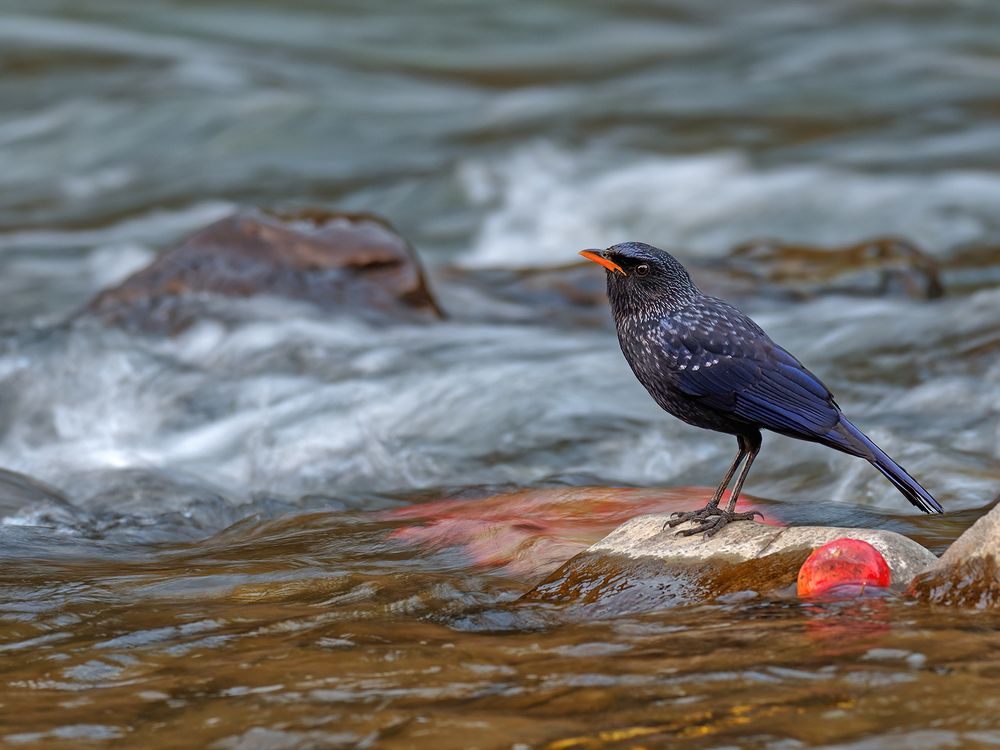 Blue whistling Thrush