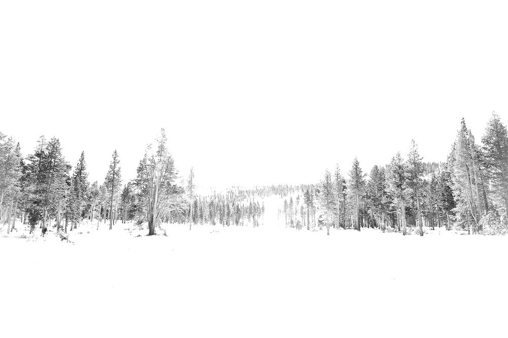 The White Forest