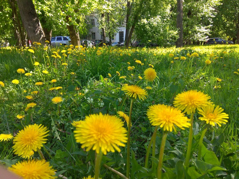 Городские цветы