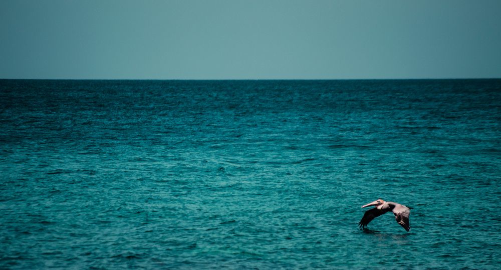 Photograph by Milton Sosa Mc Donald