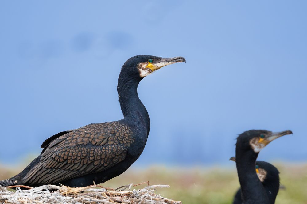 Photograph by Валентин Колинько