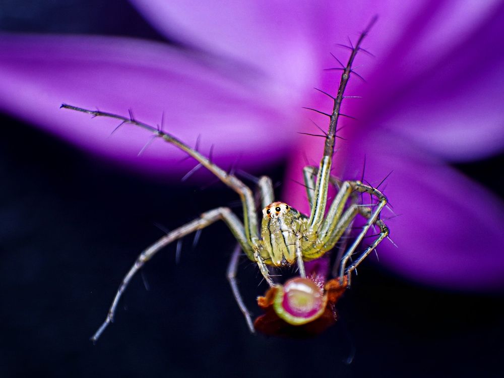 Photograph by Abdullah Nazeef