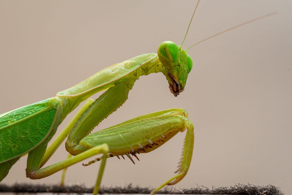 Mantis