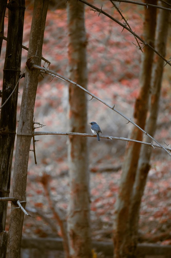 Photograph by Sardar Vaibhavraj Ramkar