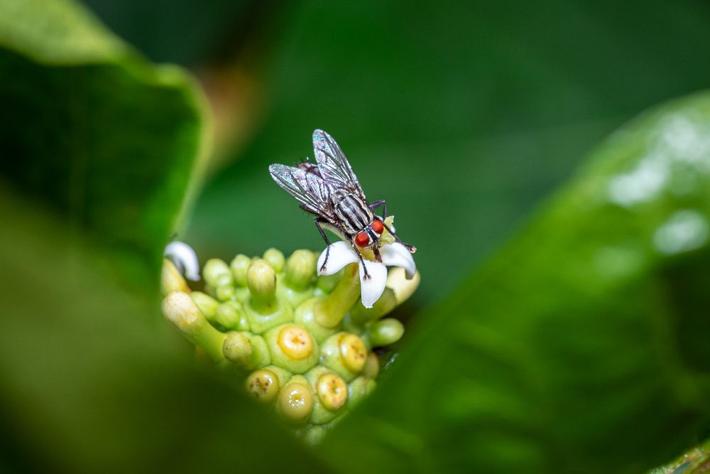 Photograph by jones anlimah