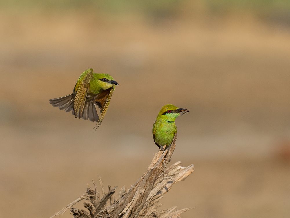 Green Bee Eater adult and juvenile