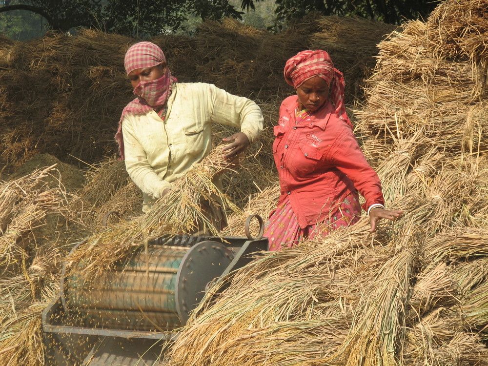 PADDY THRESHING