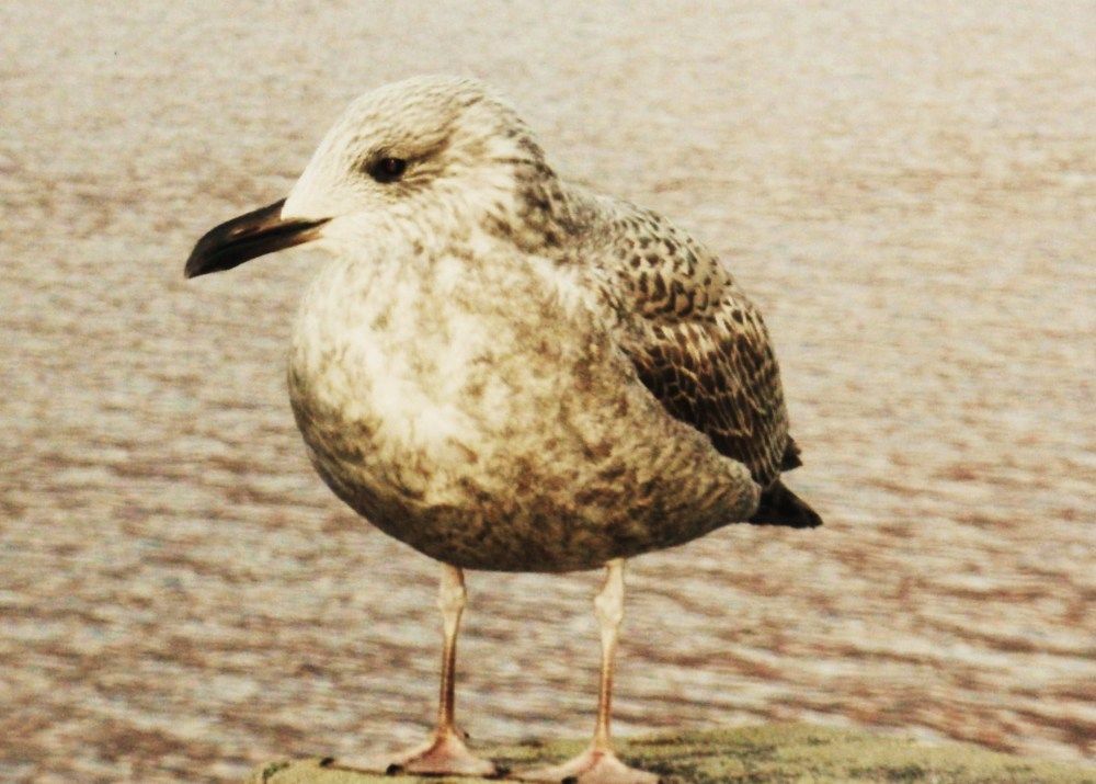 Photograph by Irina Mihailovskaya