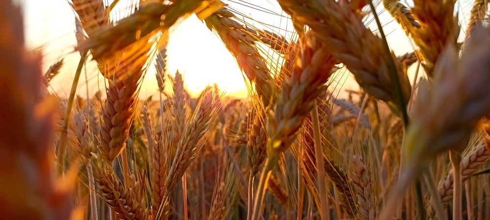 Фотография автора Михаил Лупина