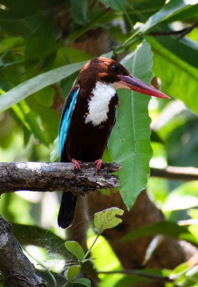 Kingfisher
