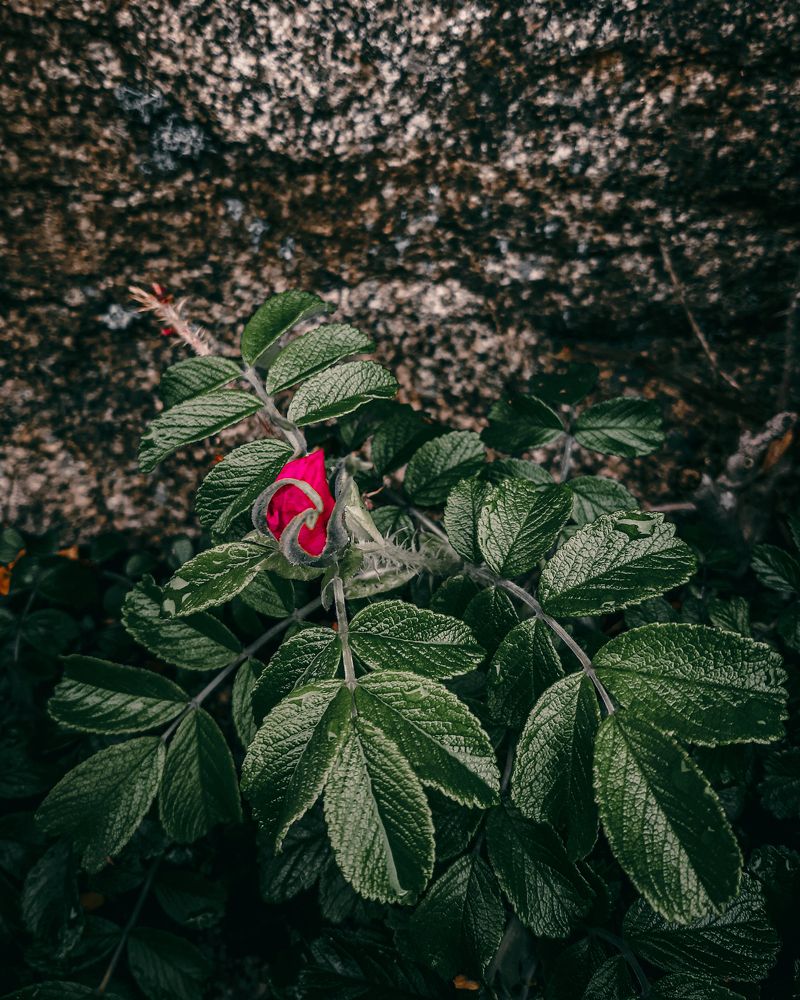 Photograph by Mobigraf