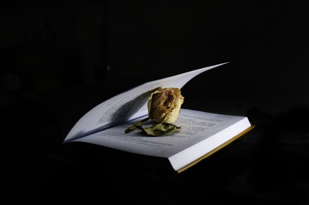 Photograph by Narjes Al_Bayat (Narjes Alzahraa)